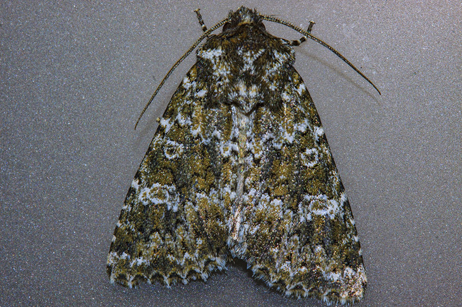 Hadena magnolii ? No, Polymixis polymita - Noctuidae